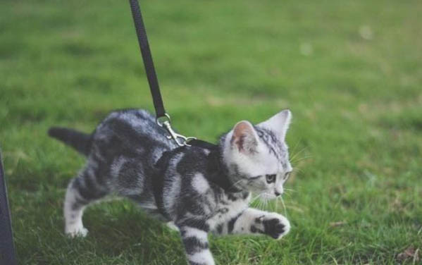 遛猫需要牵引绳吗