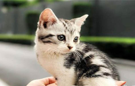 两只猫咪老是打架,互相咬怎么办