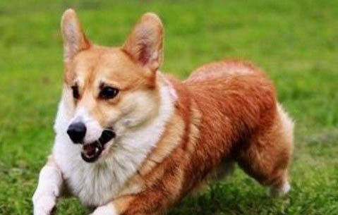狗狗关笼子里一直叫怎么办