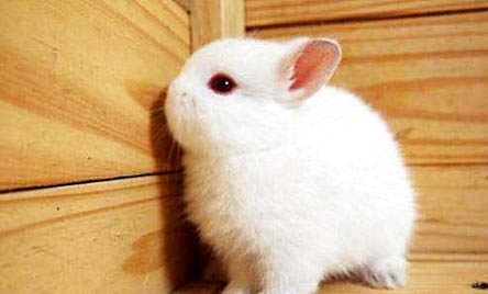 为什么红眼的兔子不能养？