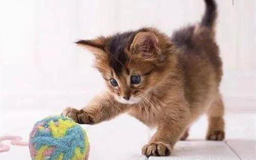 小猫呕吐的原因是什么