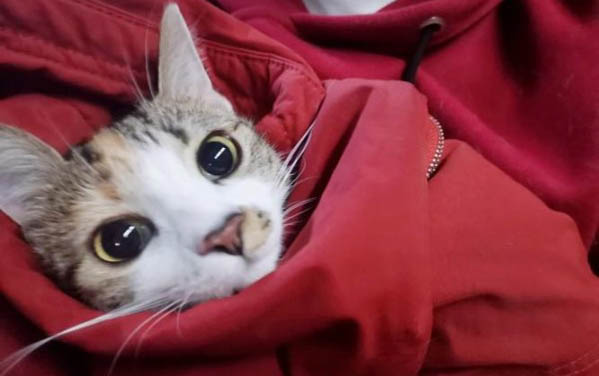 小猫拉肚子不吃食怎么办
