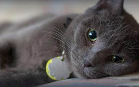 猫咪尿血是什么原因导致的
