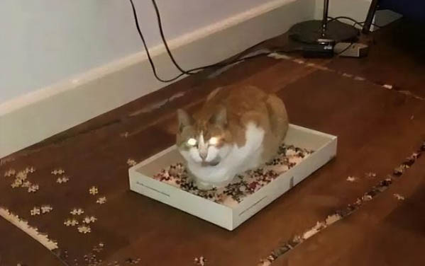 杀虫剂对猫咪有伤害吗？