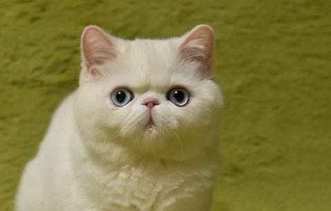 请问猫咪呕吐的原因及处理方法?
