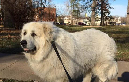 大白熊犬智商排名第几