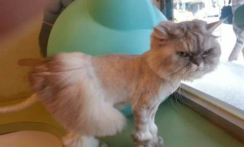 猫咪不喝水怎么回事