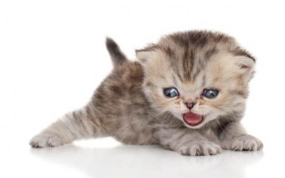 小猫多大可以吃营养膏