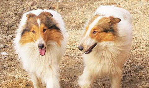 喜乐蒂牧羊犬是哪国的