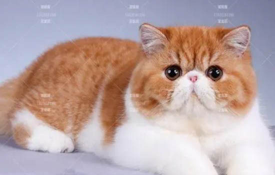 如何判断加菲猫鼻支