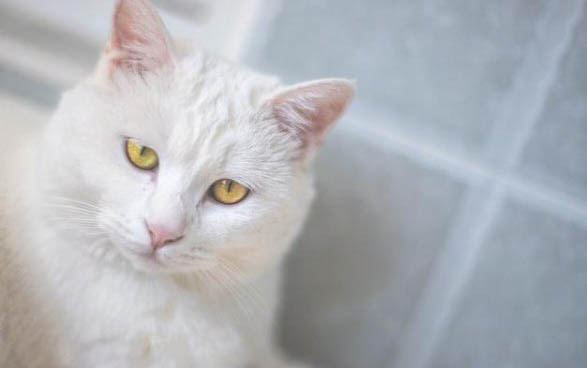 猫流口水耳朵臭正常吗