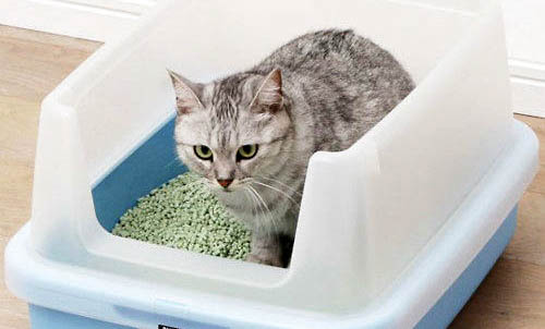 猫咪反复进出猫砂盆一直刨是怎么回事