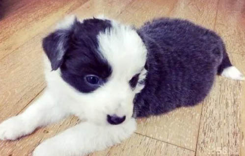 哪里有卖边境牧羊犬 怎么买牧羊犬