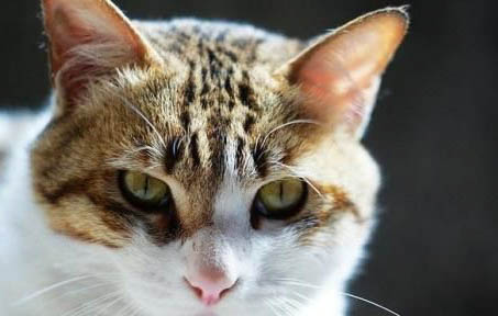 孕猫生产前腹泻