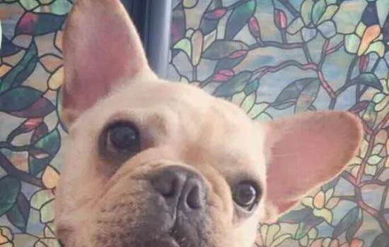 狗一直叫是什么原因