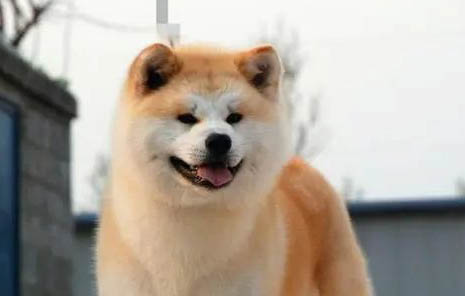 黑柴犬和黄柴犬哪个贵