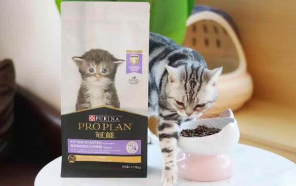 猫咪性格不好怎么办?