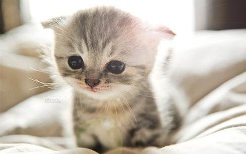 刚刚生下的小猫人工养得活吗