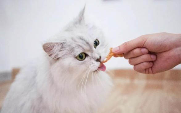 猫咪胃炎有哪些症状