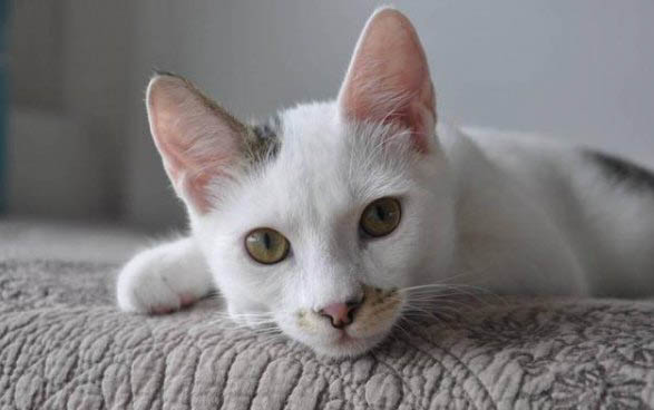 怎么给猫灌肠