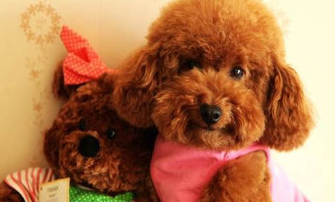 如何给泰迪犬剪指甲
