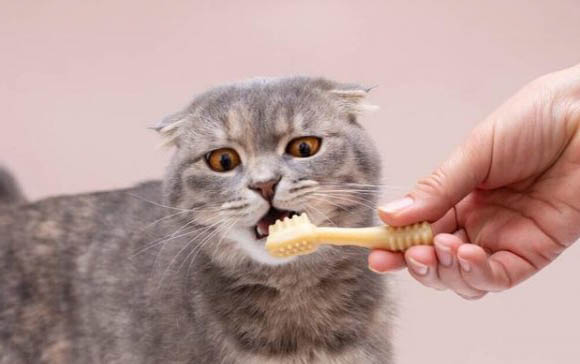 猫咪为什么不能喝牛奶呢怎么回事