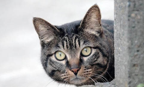 猫咪打疫苗之后精神不好正常吗?
