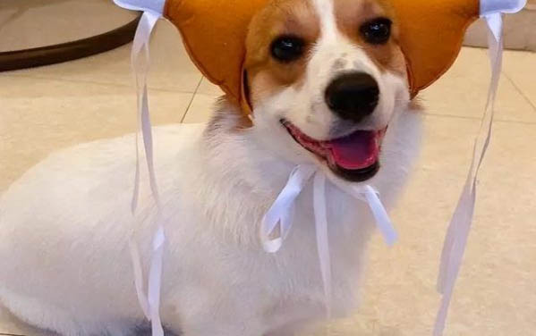 狗狗冠状病毒恶化有哪些症状