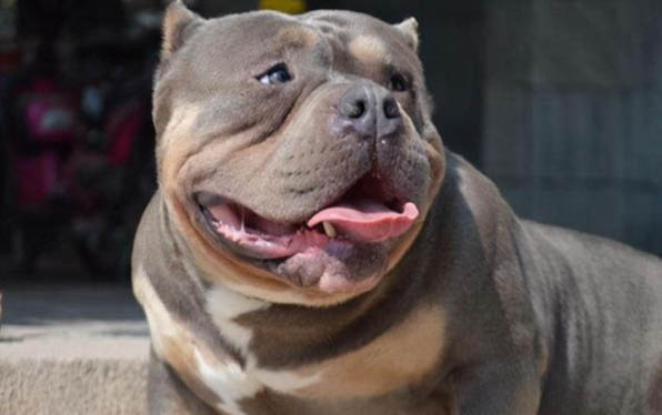 犬瘟狗不治能活多久