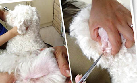 小型犬什么好养