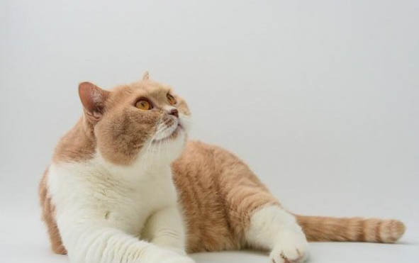 小猫眼睛流脓