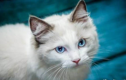 猫咪呕吐有血块怎么回事