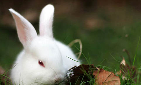 兔子下小兔子需要注意点什么