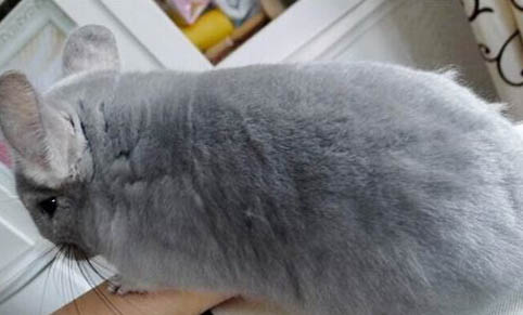 龙猫多久繁殖一窝?
