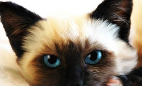 猫咪患猫传腹会突然猝死吗
