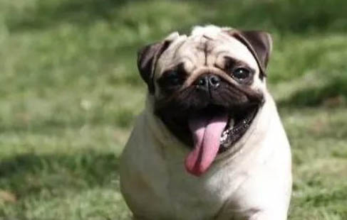 巴哥犬呕吐怎么办