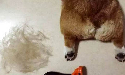 狗狗断甲的好处与坏处