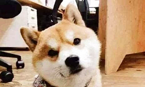 猫咪耳朵有耳螨的症状