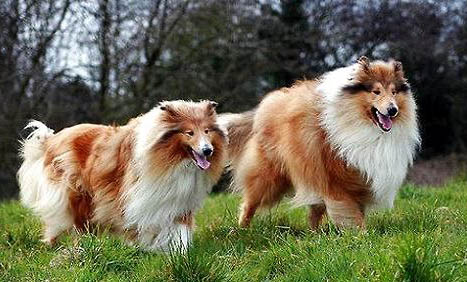 苏格兰牧羊犬的特征