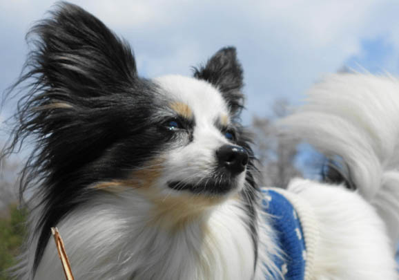 蝴蝶犬为什么那么少人养?