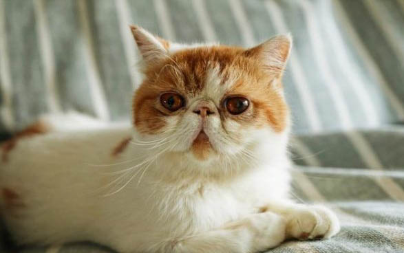 如何分辨猫咪的年龄