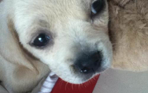 白色的小狗有哪些小型犬品种?