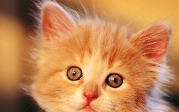 猫咪为什么喜欢拿东西送人呢