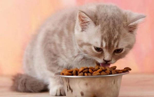 小猫身上长跳蚤怎么办