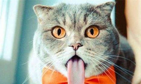 猫咪吃猫草吃多了会怎么样