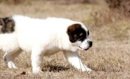 中亚牧羊犬适合家养吗？