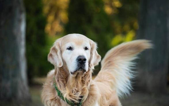 如何帮助金毛犬御寒