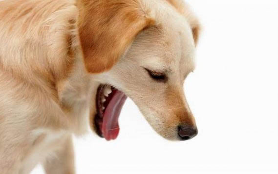 狗狗换牙期间食欲不好正常吗