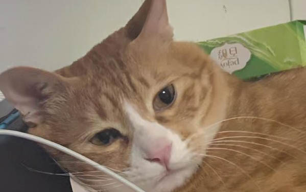 猫咪可以喝纯牛奶么?