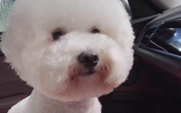 狗只喝水不吃食的原因有哪些